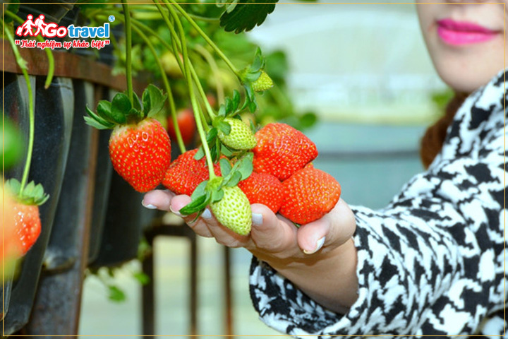 Hái dâu tây tại Hualu Flower Leisuer Farm